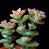 Crassula conjuncta P1220132z.jpg